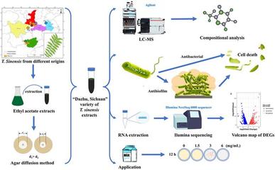 生命科學學院夏險副教授團隊于國際TOP期刊發表重要研究成果，引領自然科學前沿探索
